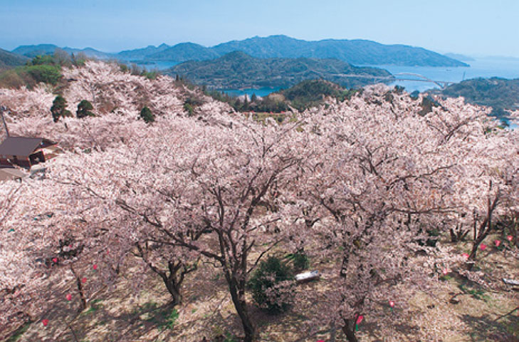 満開の桜「開山公園」